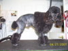 Miniature Poodle