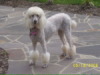 Standard Poodle