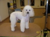 Miniature Poodle