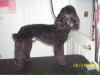Miniature Poodle