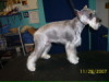Miniature Schnauzer