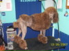 Standard Poodle