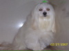 Maltese