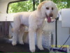 Standard Poodle Mix