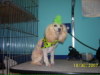 Toy Poodle