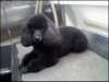 Toy Poodle