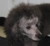 Toy Poodle