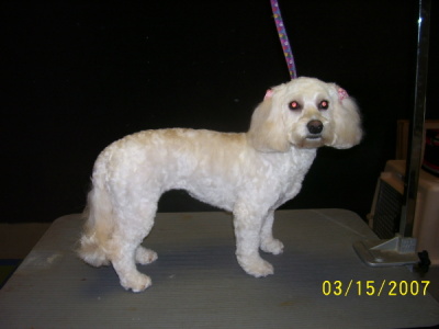 Mixed Breed