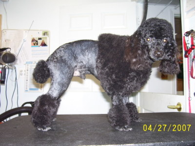 Miniature Poodle