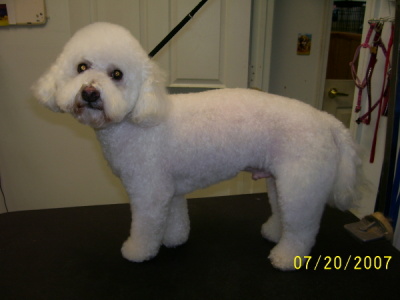 Bichon Frise