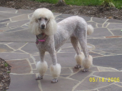 Standard Poodle