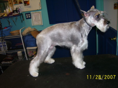 Miniature Schnauzer