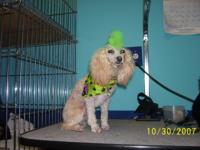Toy Poodle