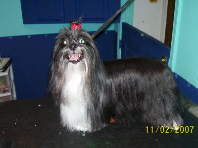 Shih Tzu