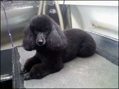 Toy Poodle