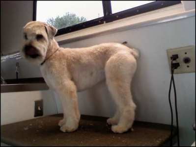 Wheaton Terrier